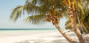 white sandy beach and palm tree