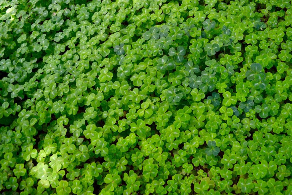 field of clovers for st patrick's day