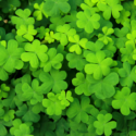 green shamrocks