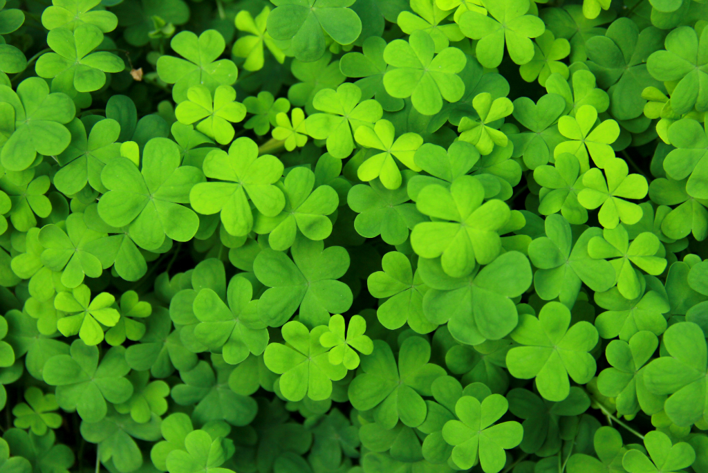 green shamrocks